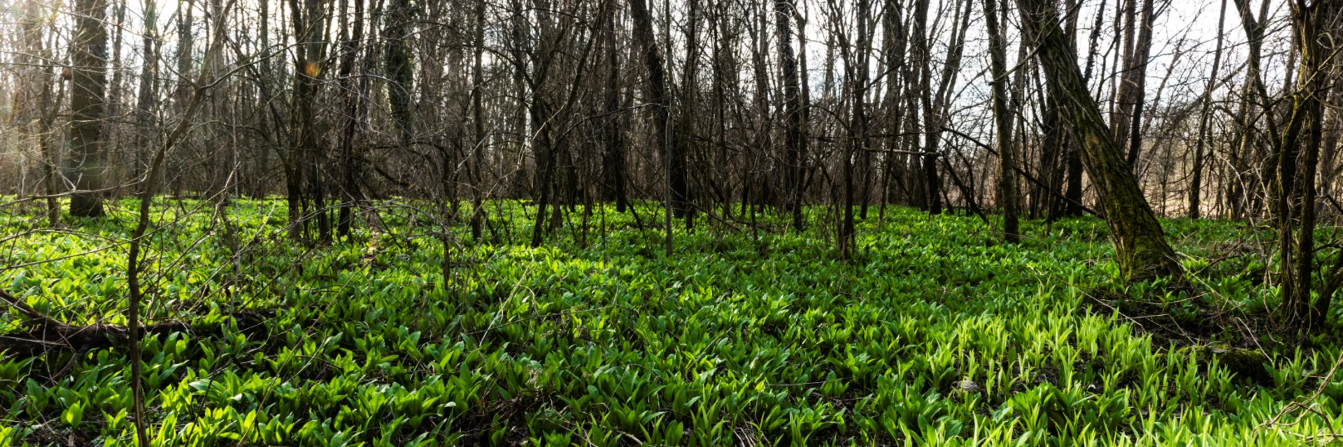 Knoblauchartiger Duft des Bärlauchs durchströmt den Waldboden der Murauen | © Thermen- & Vulkanland | Pixelmaker Knoblauchartiger Duft des Bärlauchs durchströmt den Waldboden der Murauen | © Thermen- & Vulkanland | Pixelmaker
