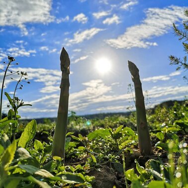 Spargel Sonne Spargelfeld Steiermark
