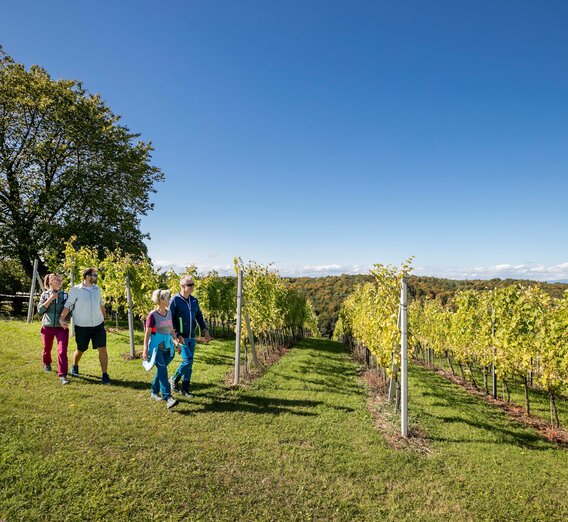 Wanderungen durch die steirischen Weinberge | © Thermen- & Vulkanland | Harald Eisenberger