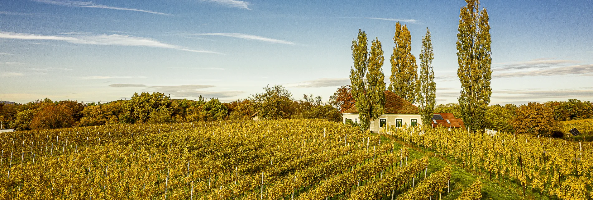 Weingarten im Herbst in Klöch | © Thermen- & Vulkanland | Pixelmaker