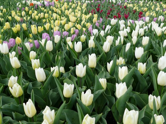 Tulpenwanderung  Tulpenwanderung Tuplen in verschiedene Farben