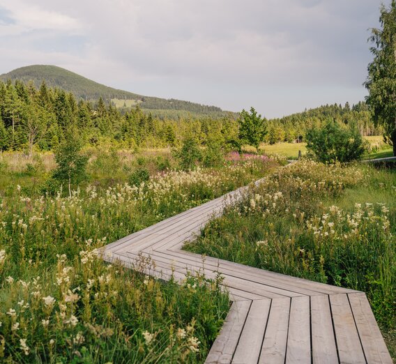 Footbridge at the moor nature trail | ©  Oststeiermark Tourismus | cmvisuals | © Oststeiermark Tourismus, cmvisuals