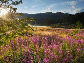 Blumenmeer Moorlehrpfad Teichalm | © Oststeiermark Tourismus, Bernhard Bergmann