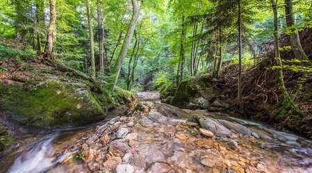 Schönau Gorge in the Pöllau Valley Nature Park in Eastern Styria  | ©  Oststeiermark Tourismus | Helmut Schweighhofer