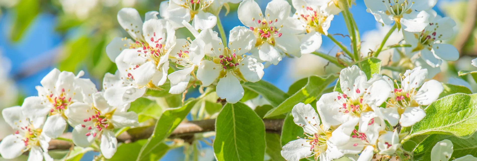 Hirschbirnblüte im Frühling in der Oststeiermark | © TV Oststeiermark | Helmut Schweighofer