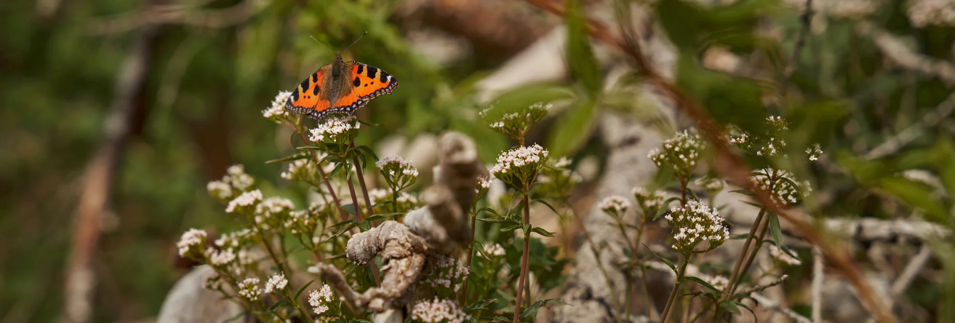 Schmetterling auf der Teichalm in der Oststeiermark | ©  Oststeiermark Tourismus | Lang-Bichl - RKP Schmetterling auf der Teichalm in der Oststeiermark | ©  Oststeiermark Tourismus | Lang-Bichl - RKP