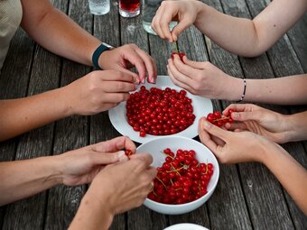 Fruit from Kleinhofer's raspberry nest in apple country
