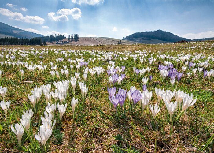 Ewald Neffe Ewald Neffe