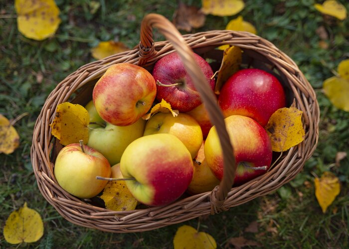 Apple basket from Eastern Styria | © TV Oststeiermark | Bernhard Bergmann