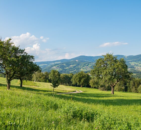 Nature Park Landscape in the Pöllau Valley | © TV Oststeiermark | Helmut Schweighofer