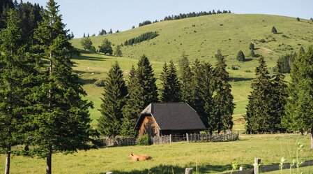Almlandschaft mit Hütte | © Oststeiermark | cmvisuals Almlandschaft mit Hütte | © Oststeiermark | cmvisuals