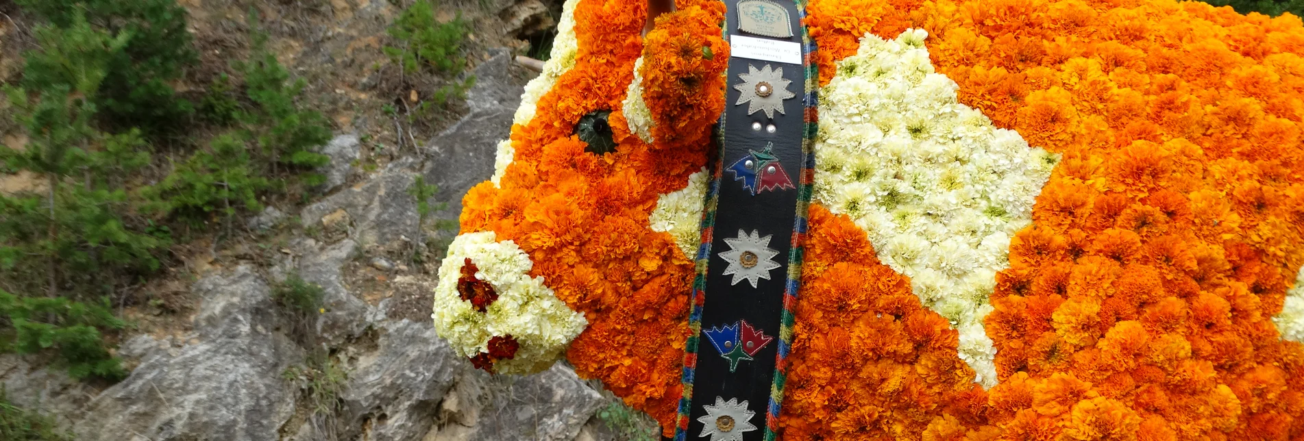 Aus Blumen gesteckter Almochse beim Blumenkorso  der Steirischen Blumenstraße | © TV Oststeiermark | Birgit Kandlbauer