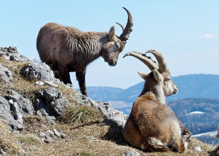 Ibexes in the Almenland Nature Park in Eastern Styria | © TV Oststeiermark | Heinz Toperczer