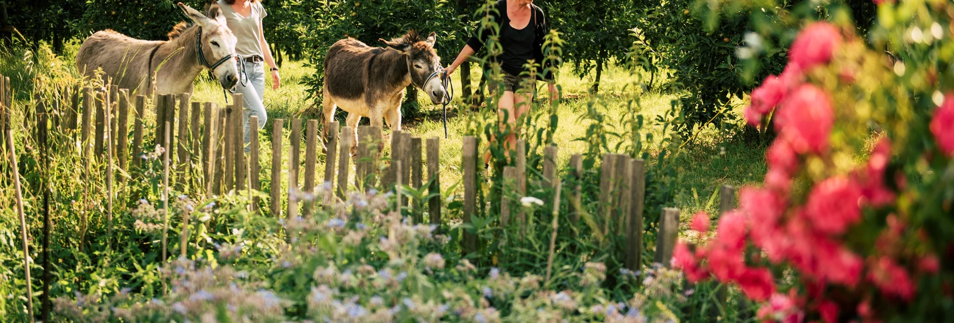 Shopping stroll with donkeys in the Pöllauer Tal Nature Park | ©  Oststeiermark Tourismus | Bernhard Bergmann