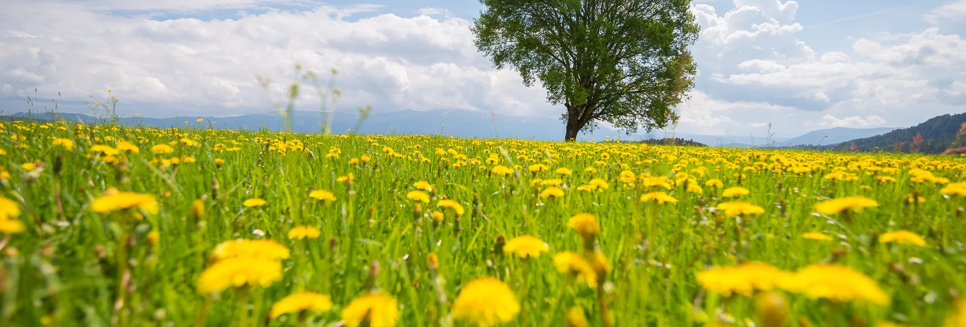 Baum in der Zeutschach auf Wiese voller Löwenzahn