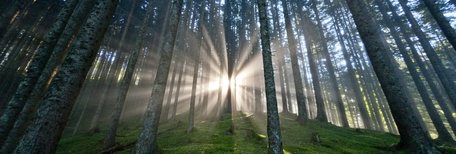 Sonnenstimmung im waldreichsten Bundesland Österreichs | © STG | ikarus.cc