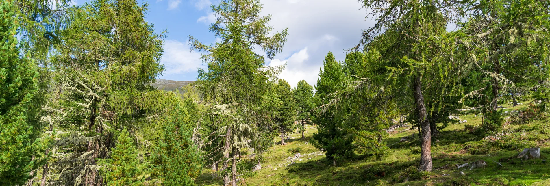 Zirbenwald | © mag.maria wawrzyniak | mag.maria wawrzyniak