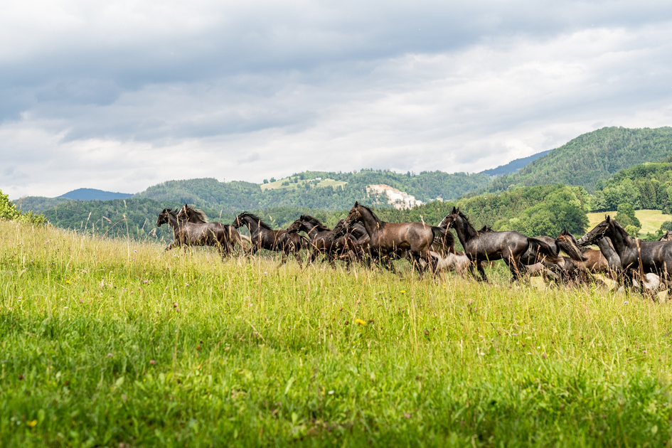 Junghengste | © Lipizzanerheimat | Die Abbilderei