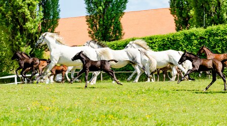 Lipizzanergestüt Piber | © TV Erlebnisregion Graz | Mias Photoart