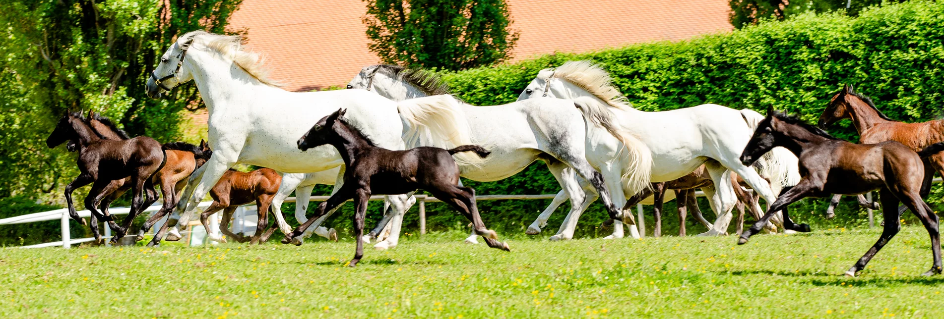 Lipizzanergestüt Piber | © TV Erlebnisregion Graz | Mias Photoart