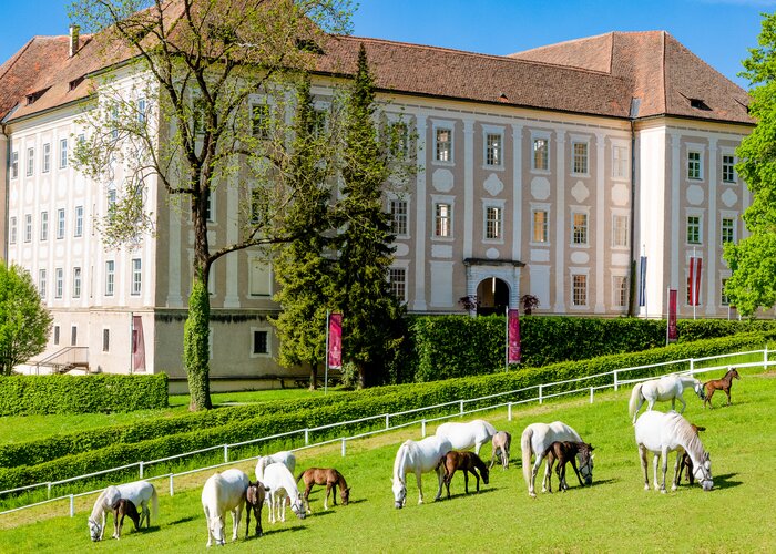 Lipizzanergestüt Piber | © TV Erlebnisregion Graz | Mias Photoart