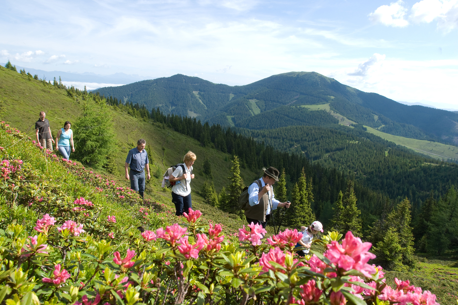 Almrauschblüte | © TV Erlebnisregion Graz | Werner Stieber