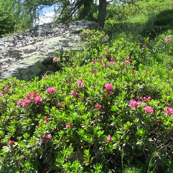 Almrauschblüte | © TV Erlebnisregion Graz | Sonja Straßnig