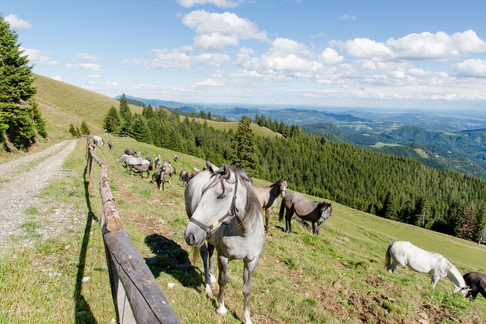  Lipizzaner Gleinalmerlebnis | © TV Erlebnisregion Graz | Mias Photoart