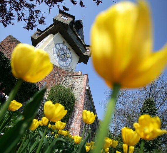 Uhrturm mit Tulpenbeet | © Graz Tourismus | Harry Schiffer