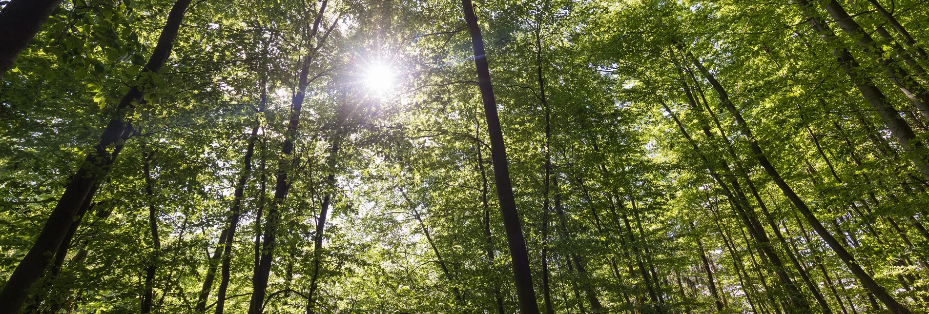 Tiefenentspannung im Wald | © TV Erlebnisregion Graz | Harry Schiffer