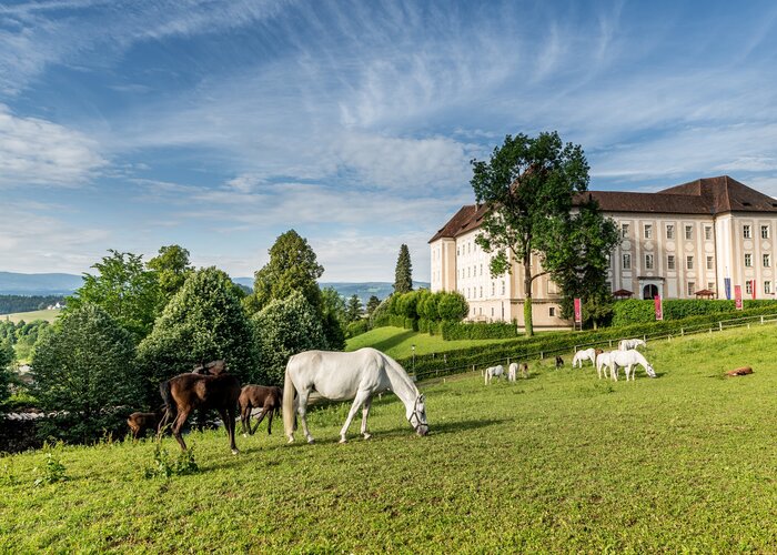 Lipizzaner Stud Farm Piber | © Die Abbilderei  Sajovic&Scherr GesbR | Die Abbilderei