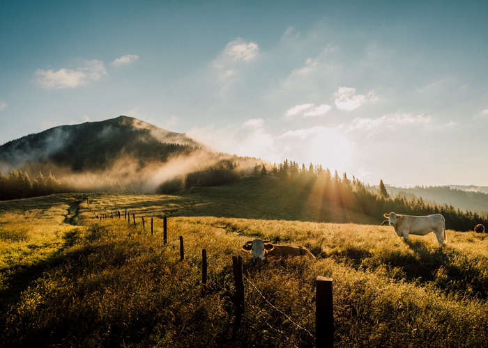 Experience morning light on a Styrian alpine pasture | © Graz Region | Tom Kozissnik