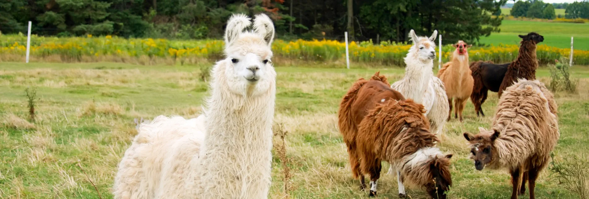 Lamas auf einer Wiese