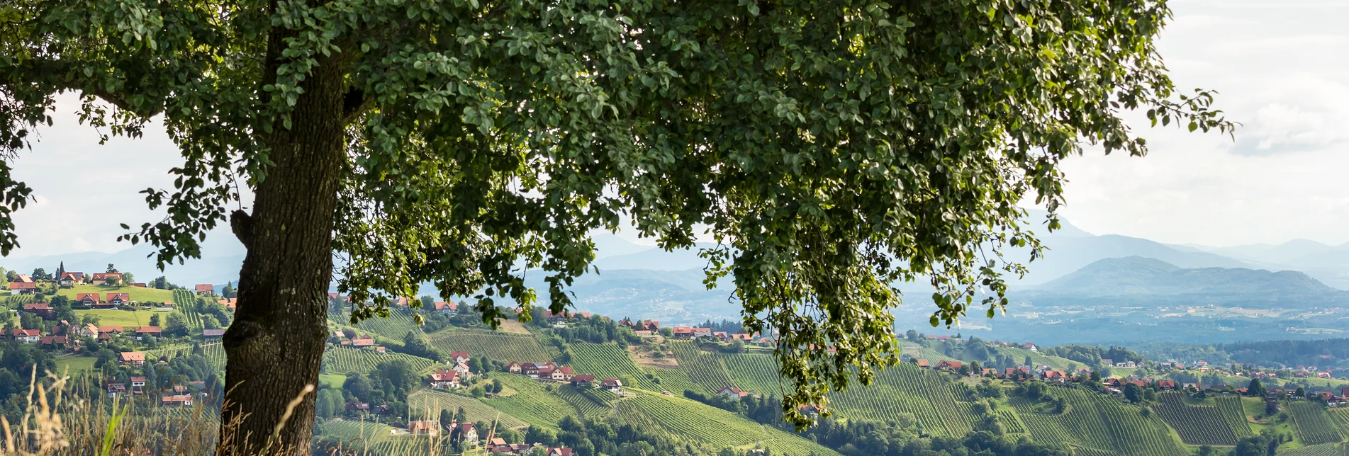 Die Weingärten von Hochgrail in St. Stefan ob Stainz | Regine Schöttl