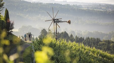 Genussradeln durch Weinhügel  | © heikomandl.at | HEIKO MANDL