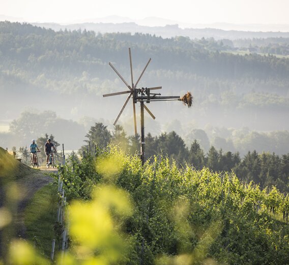 Genussradeln durch Weinhügel  | © heikomandl.at | HEIKO MANDL