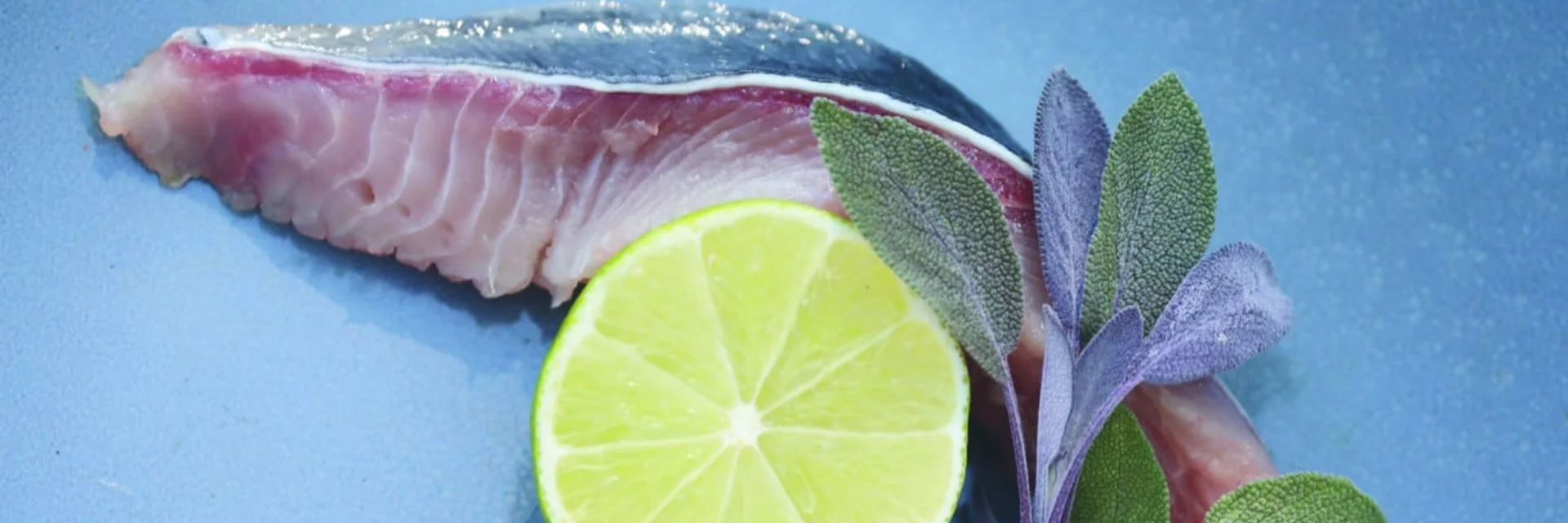 Wels von Martin Temmel | © Martin Temmel | Katharina Wassler Wels von Martin Temmel | © Martin Temmel | Katharina Wassler