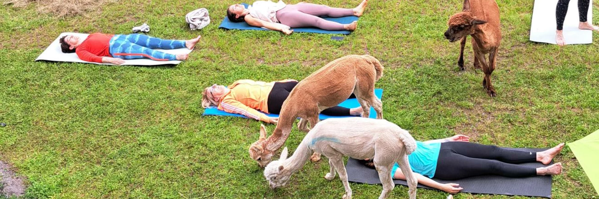 Alpakayoga - Wieserhof  | © Erlebnisregion Murtal | Claudia Bachler