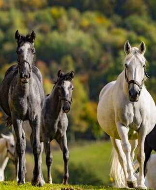 Lipizzaner im Herbst | © Spanische Hofreitschule - Lipizzanergestüt Piber | Rene van Bakel