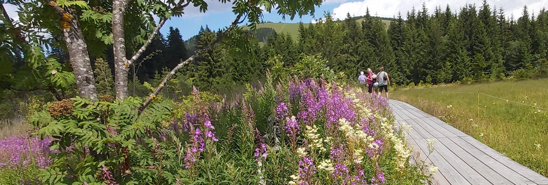 Hiking route Moor nature trail, Teichalm - Touren-Impression #1 | © Oststeiermark Tourismus