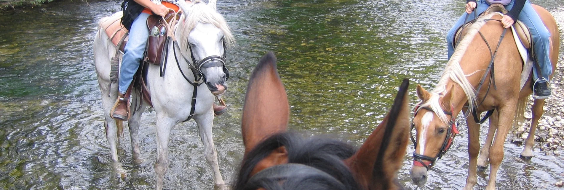 Horse Riding Pötschenpass to Bad Mitterndorf - Touren-Impression #1 | © Reitgemeinschaft Ausseerland