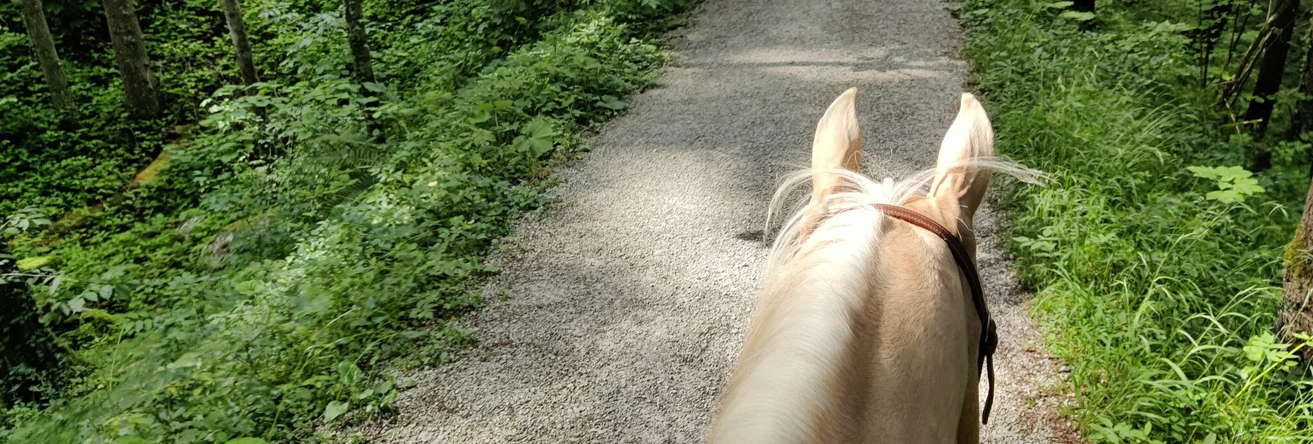 reiten-im-ausseerland-foto-michaela-schilcher_1.jpg | © Tourismusverband Ausseerland Salzkammergut Horse Riding Riding trail from St. Agatha to Altaussee - Touren-Impression #1 | © Tourismusverband Ausseerland Salzkammergut