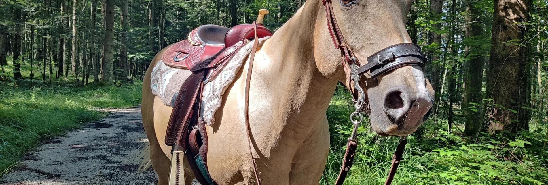 Reiten Reitweg Viehbergalm - Touren-Impression #1 | © Tourismusverband Ausseerland Salzkammergut