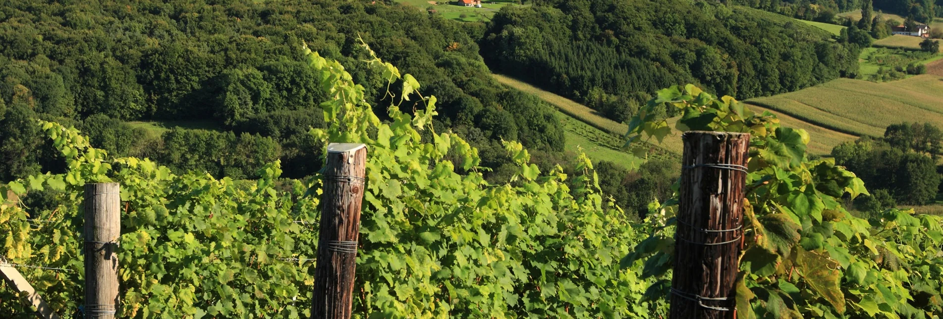 Hiking route Stage 35 From Glacier to Wine North Route Klöch - Bad Radkersburg - Touren-Impression #1 | © Vino Cool/Harry Schiffer