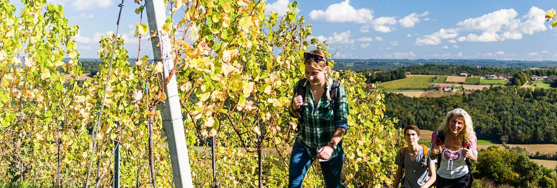 Bike Riding Vineyard-tour (Weinberg-Tour) - Touren-Impression #1 | © Erlebnisregion Thermen- & Vulkanland