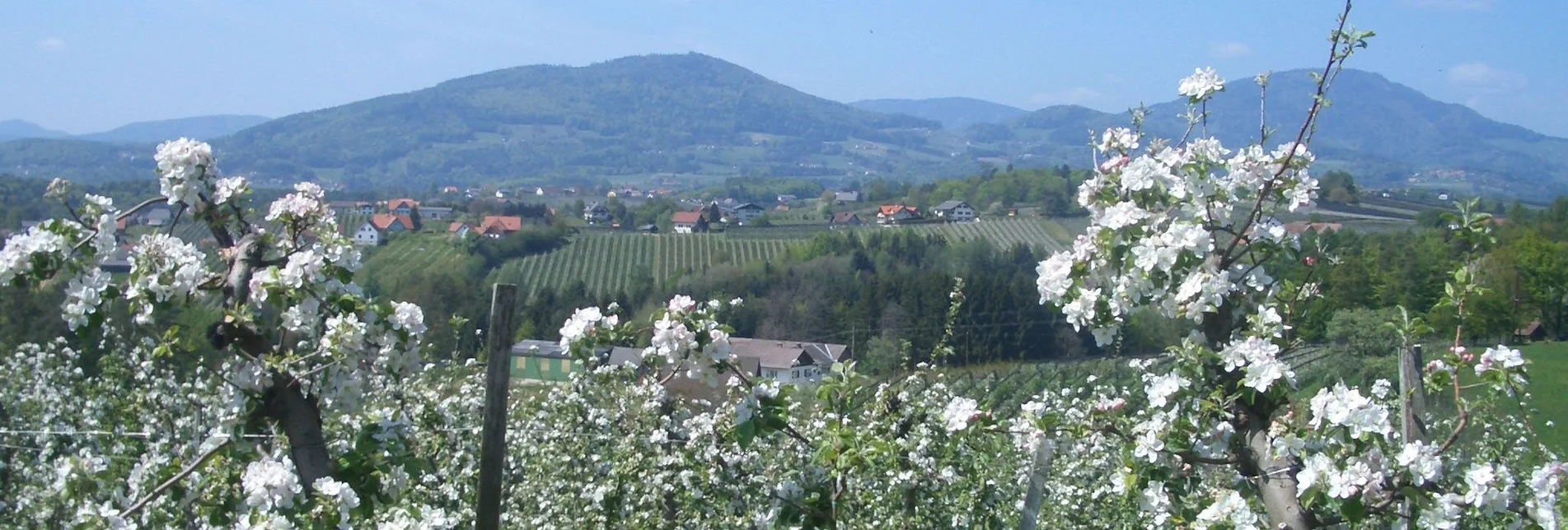 Radfahren Tour durchs Apfelland - Touren-Impression #1 | © Oststeiermark Tourismus