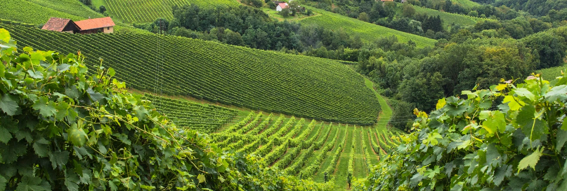 Hiking route Stage 25 From Glacier to Wine South Route Ehrenhausen - Leibnitz - Touren-Impression #1 | © Steiermark Tourismus/Harry Schiffer