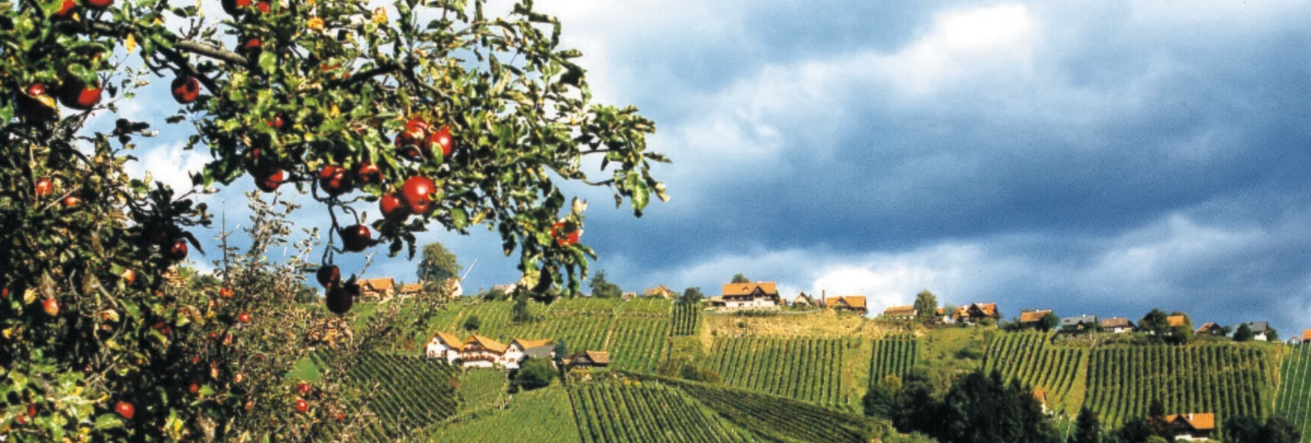 Wanderung GenussSchilchern DORT (kleine Runde Langegg) - Touren-Impression #1 | © TVB Südsteiermark/Werner Goach