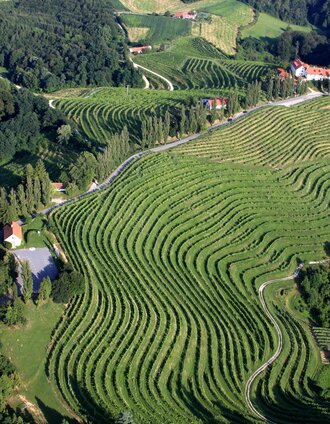 Weinregion Jeruzalem in Slowenien | Milan Klemencic | © Jeruzalem Slovenija