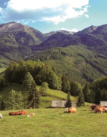 Kölblalm mit Blick zum Leobner | © Gesäuse - Admont | Dietmar Cupak | © Gesäuse - Admont